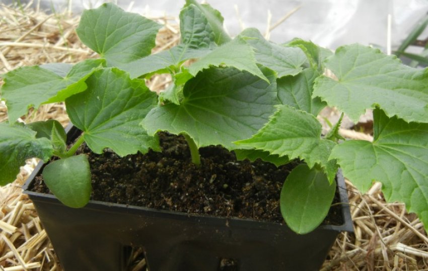 Розсада огірків Розсада огірків