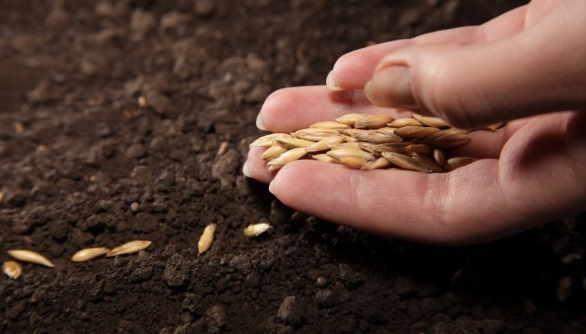 Посів насіння огірків на розсаду Посів насіння огірків на розсаду