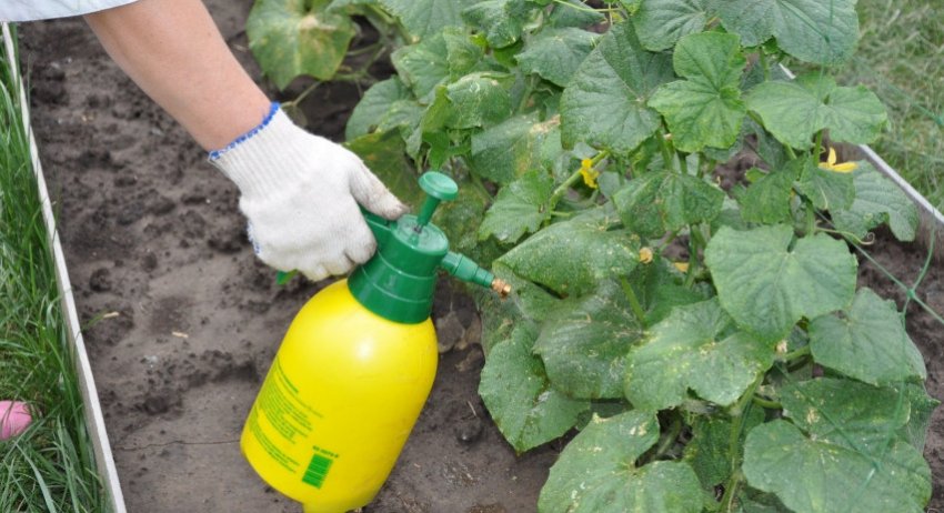 Підживлення огірків Підживлення огірків