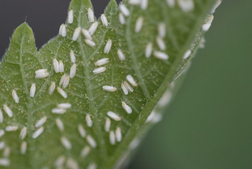 Білокрилка Білокрилка