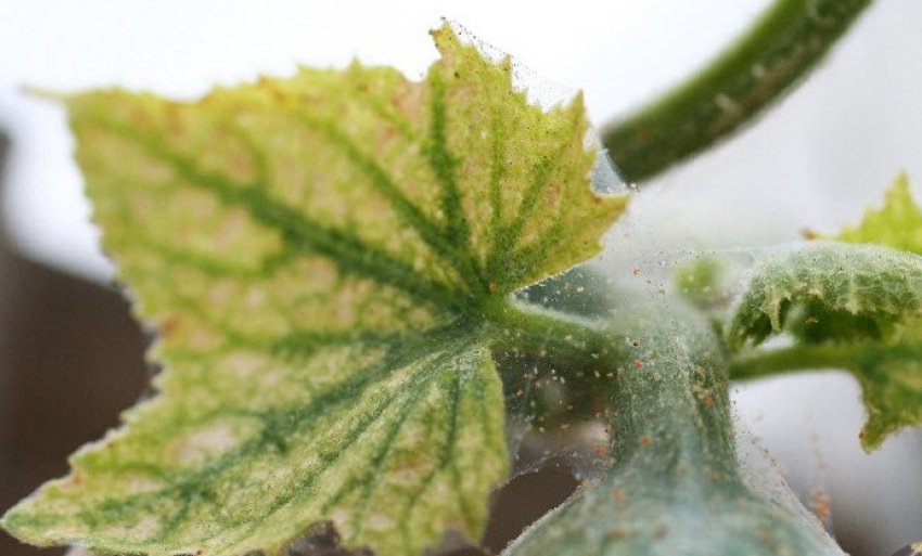 Павутинний кліщ Павутинний кліщ