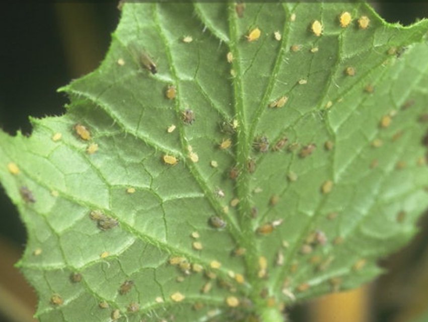 Баштанна попелиця Баштанна попелиця