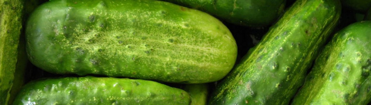 Чим і як лікувати пероноспороз огірків?