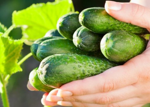 Что делать, чтобы продлить плодоношение огурцов?