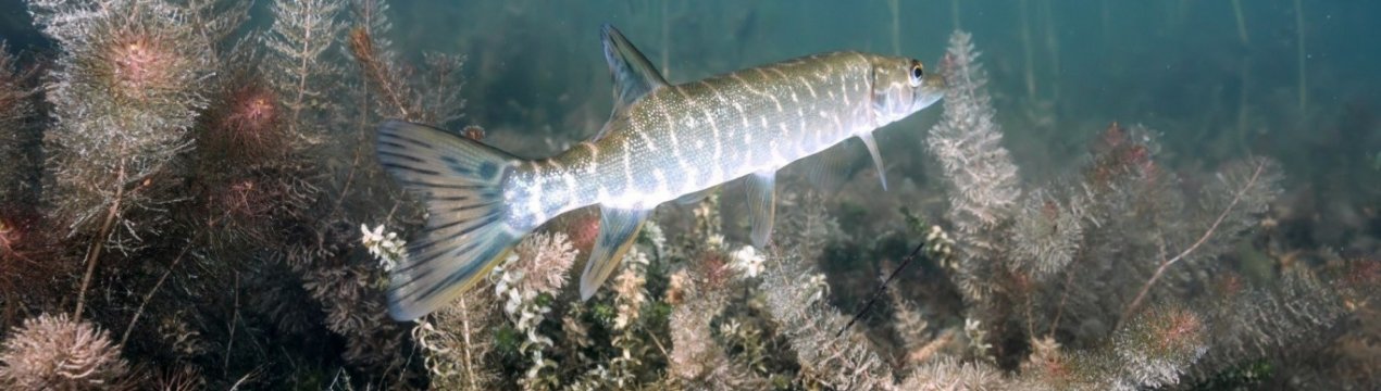 Рыбоовощная ферма — безвідходне виробництво