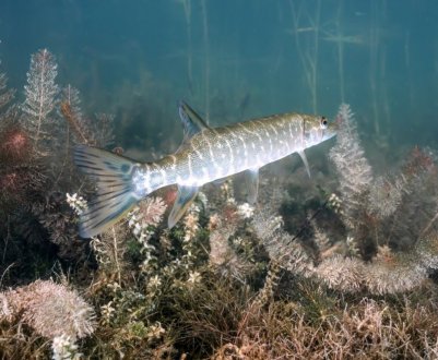 Рыбоовощная ферма — безвідходне виробництво