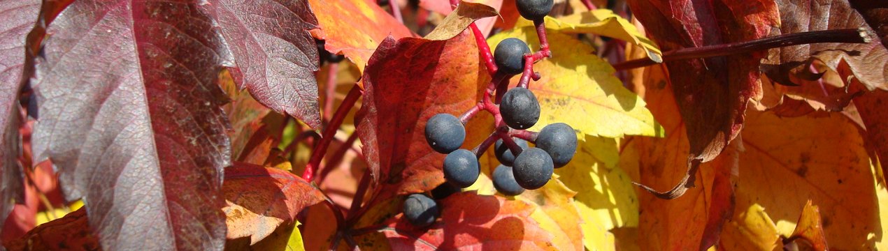 Девичий виноград осенью: посадка, подготовка к зиме и уход