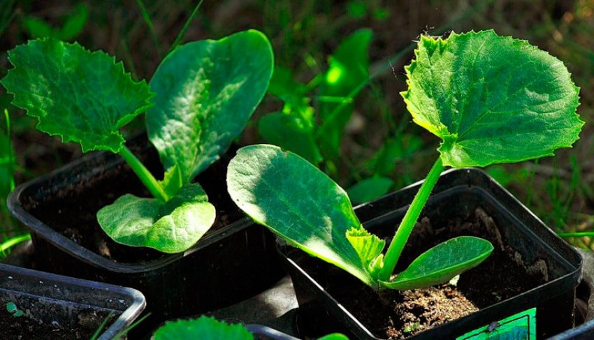 Розсада кабачків Розсада кабачків