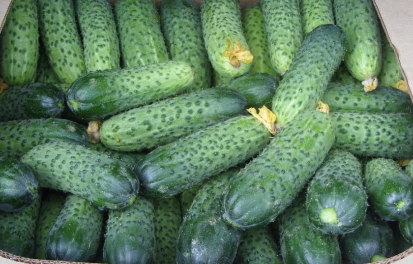 Плюсы и минусы сорта герман Плюсы и минусы сорта герман