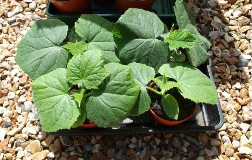 Посадка та вирощування розсадним способом. Посадка та вирощування розсадним способом.