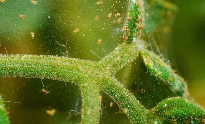 Павутинний кліщ Павутинний кліщ