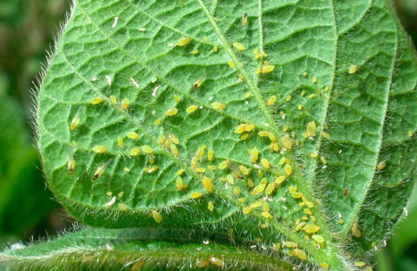 Попелиця Попелиця