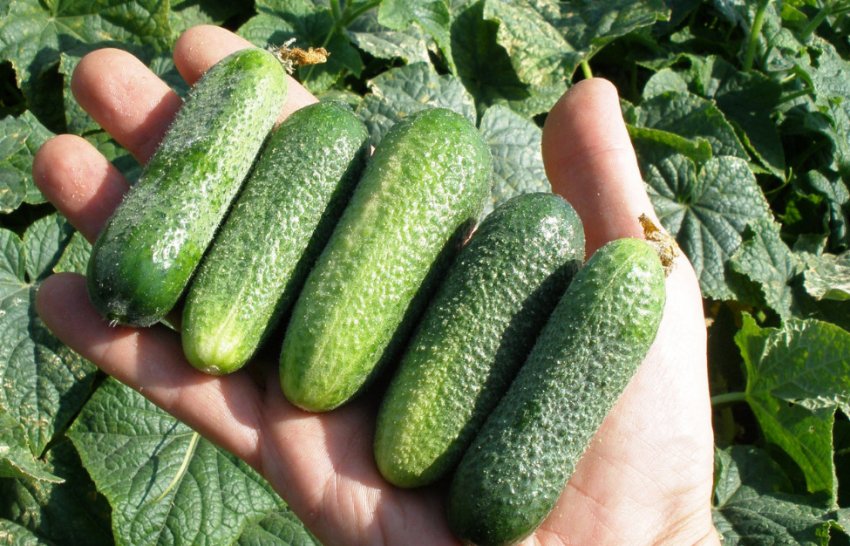 Огірки сорту Адам