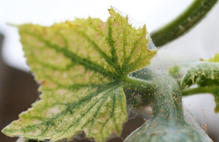 Павутинний кліщ Павутинний кліщ