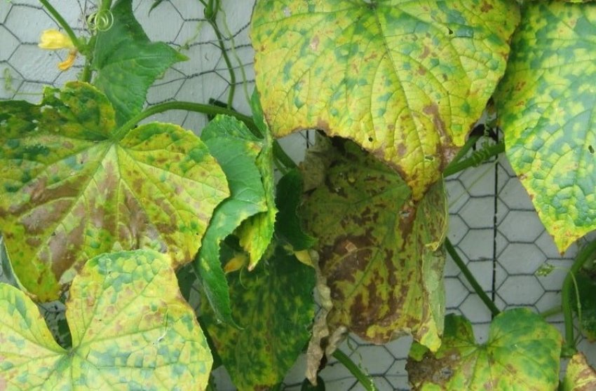 Іржа на огірку Іржа на огірку