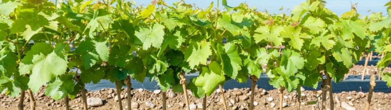 Как хранить саженцы винограда до весны?