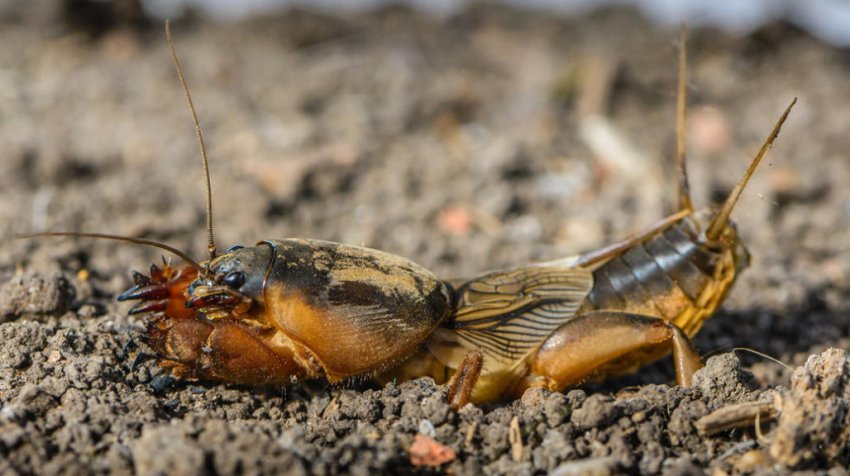 Капустянка