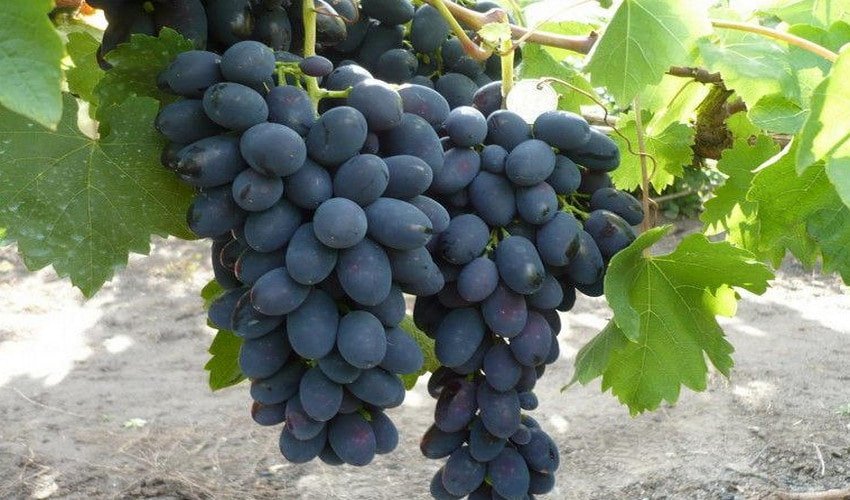 Виноград Молдова Виноград Молдова