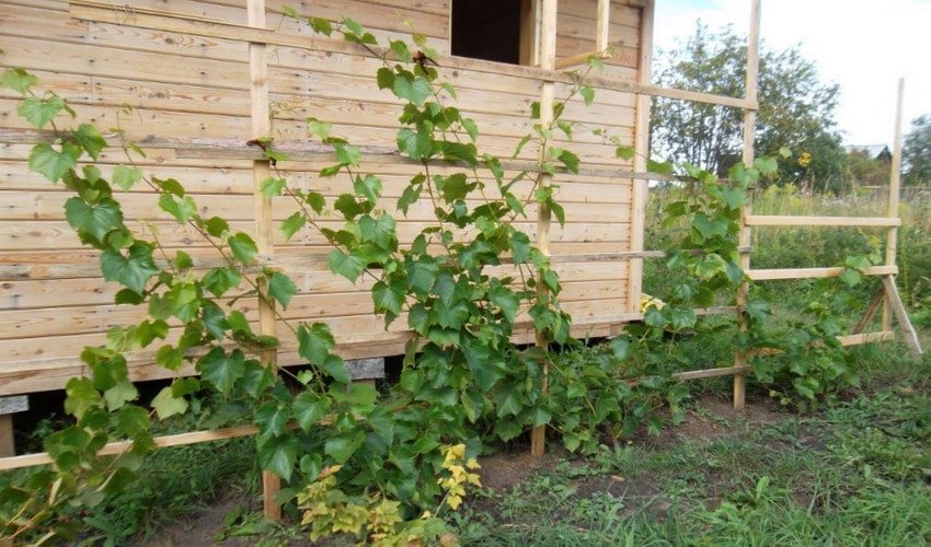 Виноград Молдова Виноград Молдова