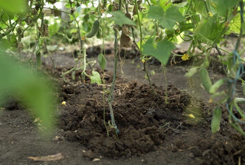 Коренева підгодівля