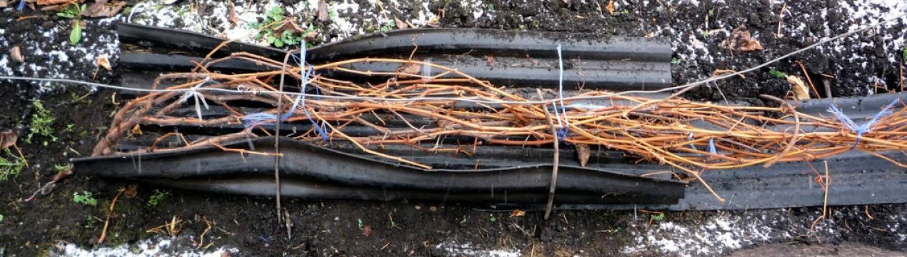 Способи укриття винограду на зиму