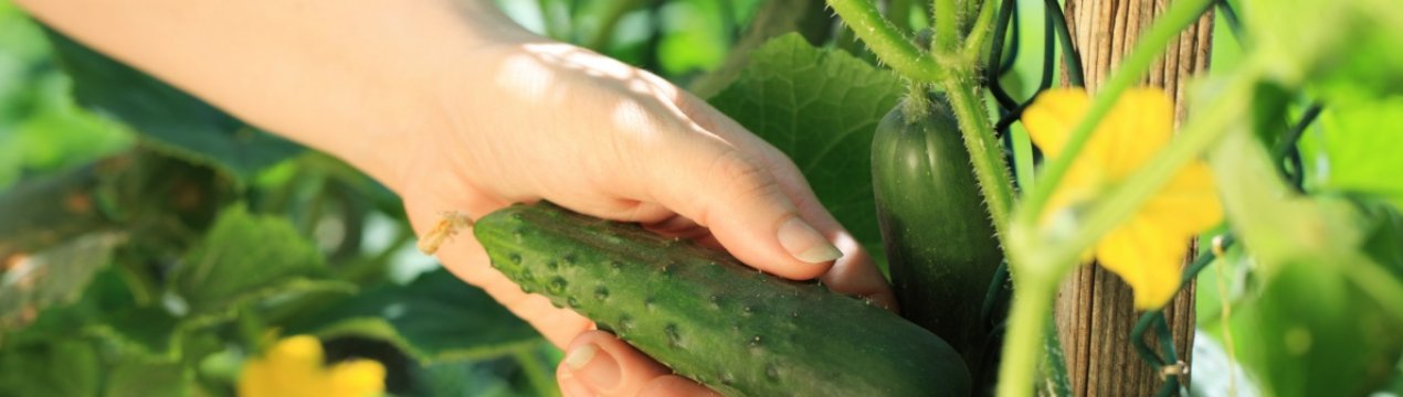 Особливості вирощування огірків на насіння