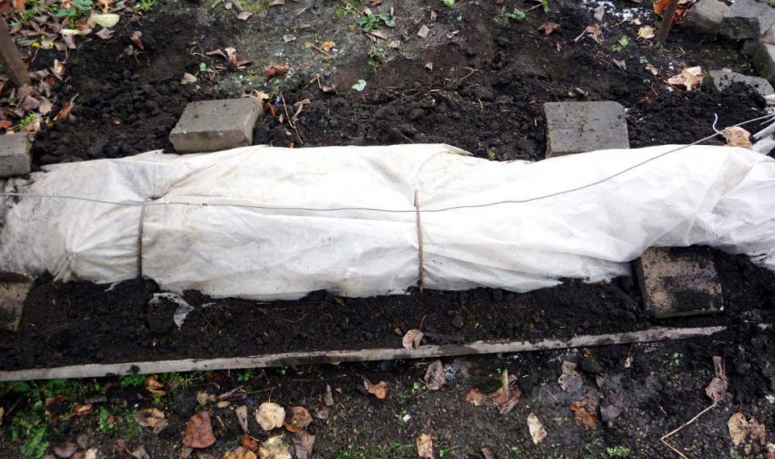 Приховування винограду