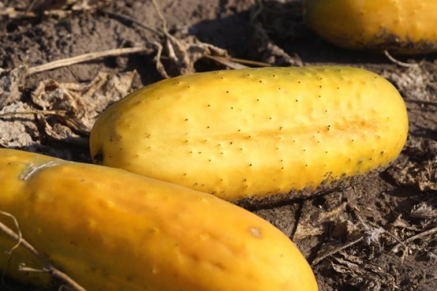 Огірки для збору насіння