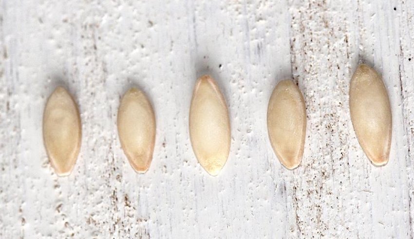 Насіння огірка