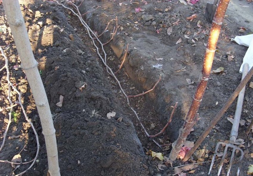 Виноград лозы на зиму. Виноград прикопка лозы. Размножение винограда прикапыванием лозы. Виноград лоза весной. Укрытие винограда на зиму.