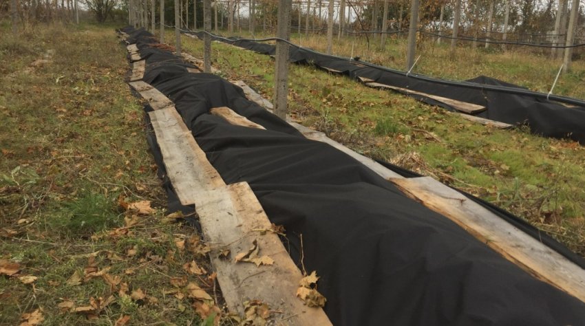 Укриття винограду агроволокном