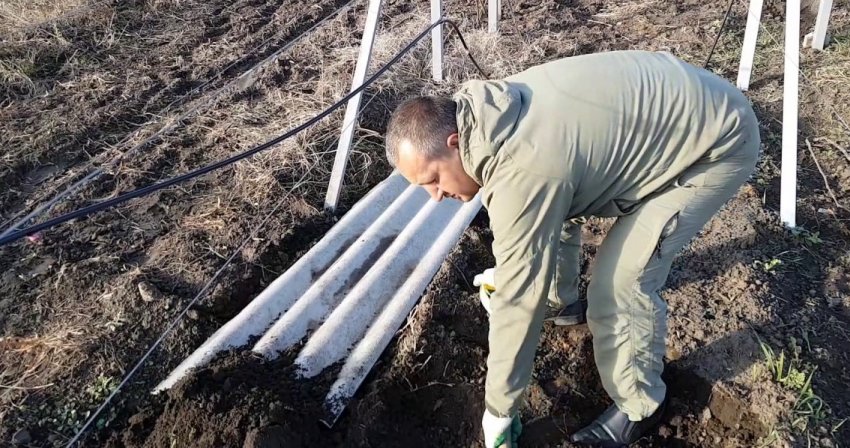 Укриття винограду шифером