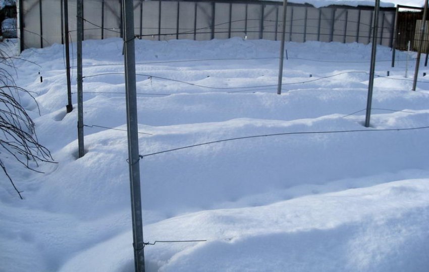 Укриття винограду снігом