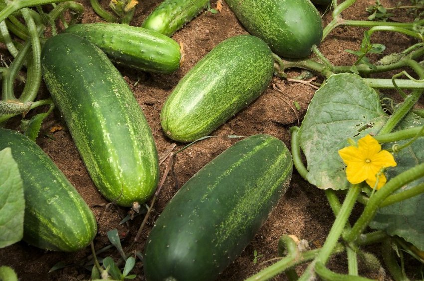 Ніжинські огірки Ніжинські огірки