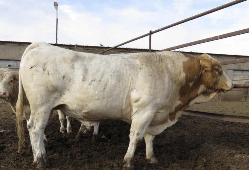 Симентальська порода ВРХ