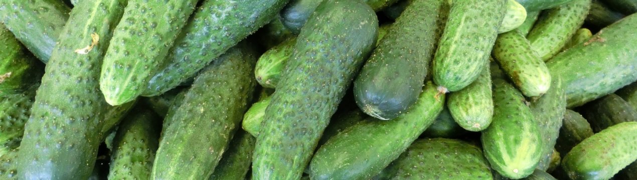 Ніжинський огірок: опис сорту, як вирощувати і доглядати