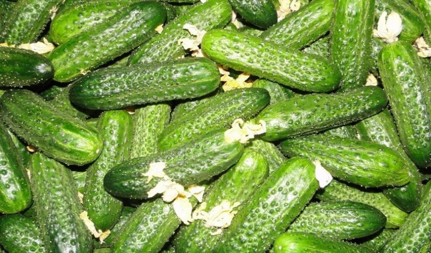 Огурцы Огурцы