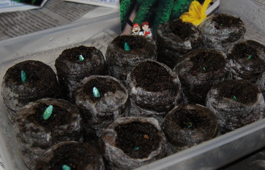 Розсадний спосіб вирощування