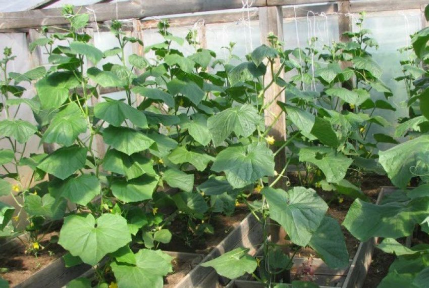 Формування кущів огірків