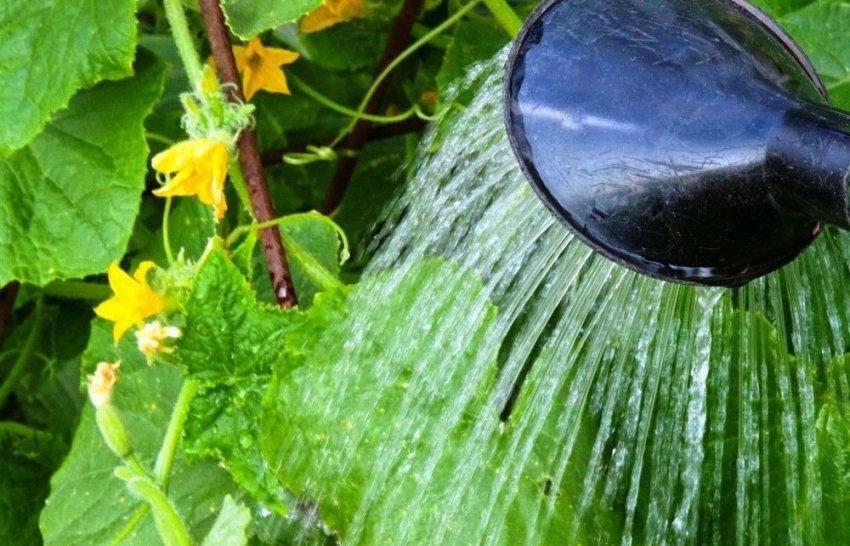 Полив огірків