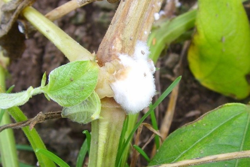 Біла гнилизна