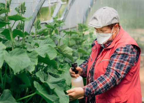 Чим підживити огірки в теплиці під час плодоношення