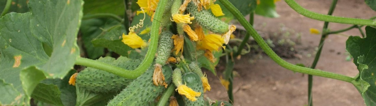 Огірки Сибірська гірлянда F1: опис сорту, особливості вирощування та догляду