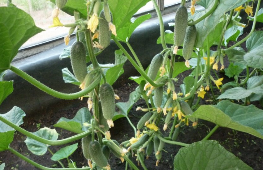 Огірки Сибірська гірлянда F1 Огірки Сибірська гірлянда F1
