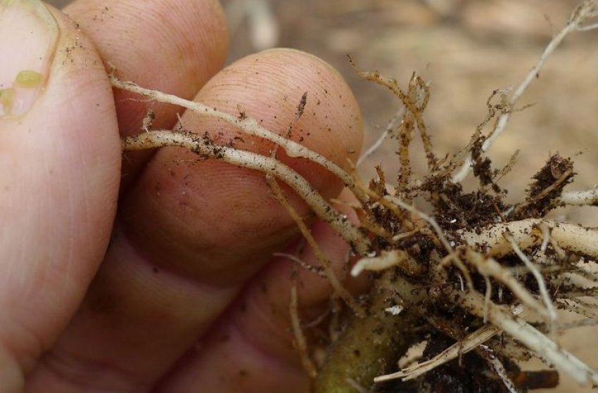Коренева нематода Коренева нематода