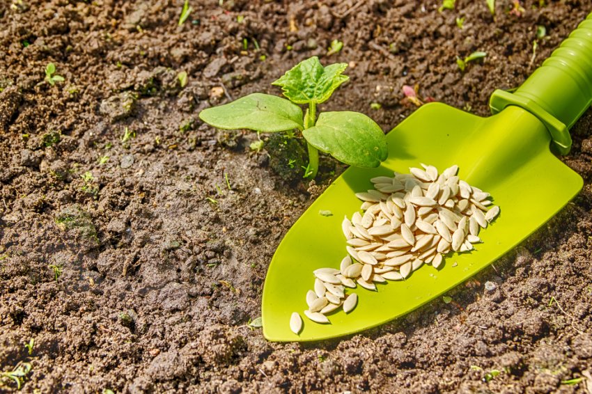 Посадка огірків Посадка огірків