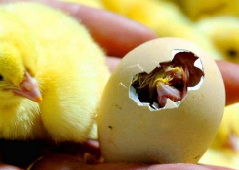 Як зробити інкубатор з автоматичним переворотом яєць своїми руками