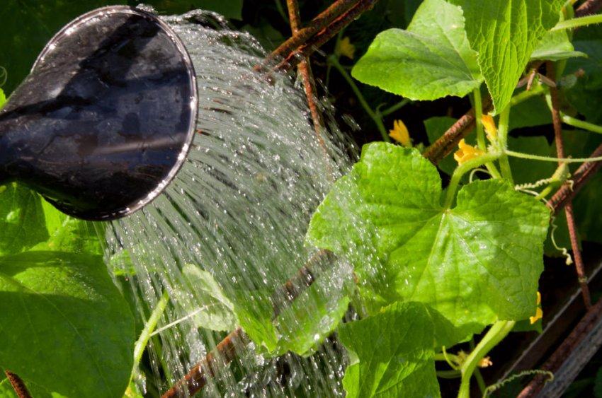 Полив огірків Полив огірків