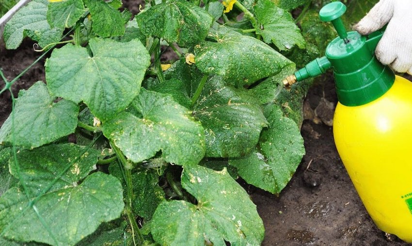 Добриво огірків Добриво огірків