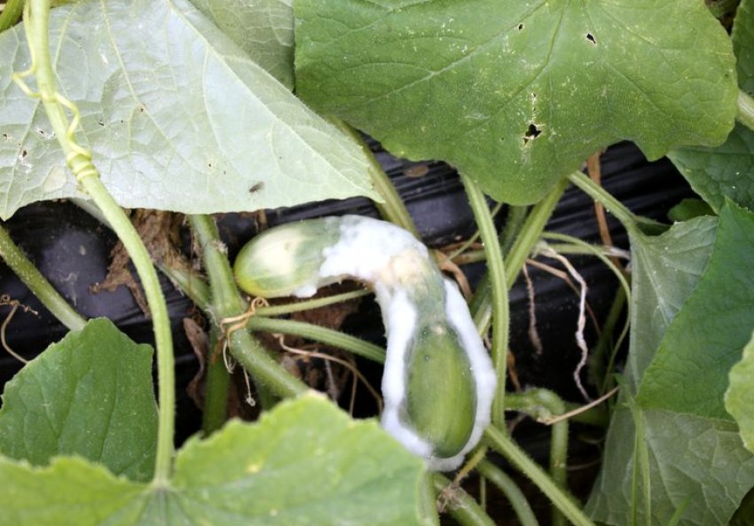 Біла гнилизна Біла гнилизна